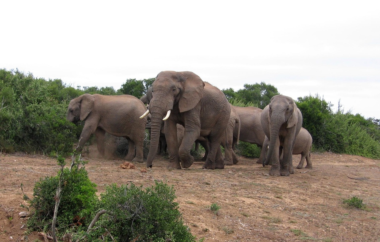 (c) Safari-zuidafrika.nl